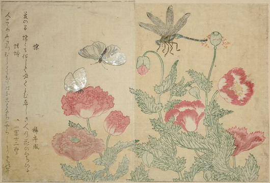 喜多川歌麿蝴蝶和蜻蜓