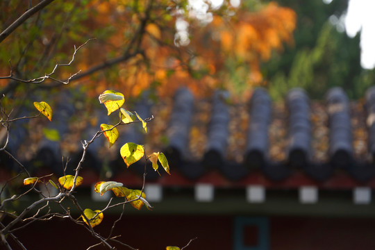 黄叶
