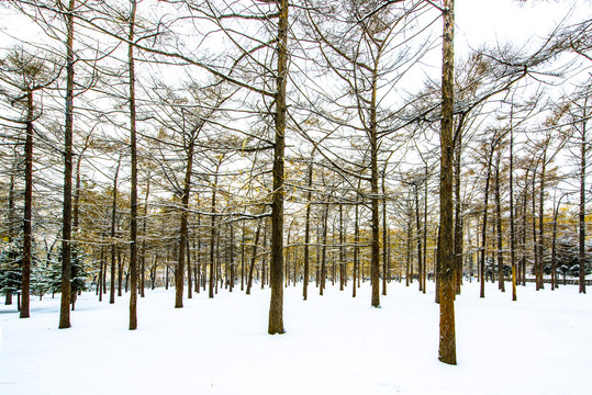 雪景树林