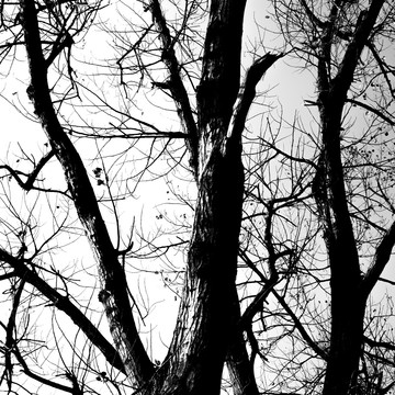 黑白树枝树干树杈