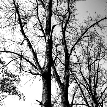 黑白树枝树干树杈