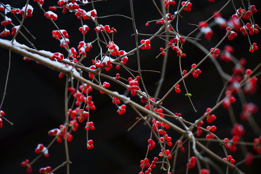 雪里小红果