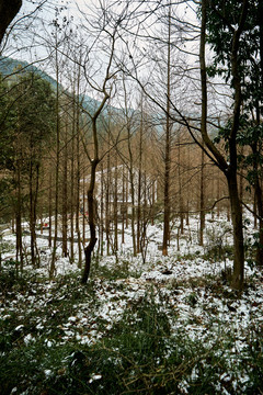 小树林积雪