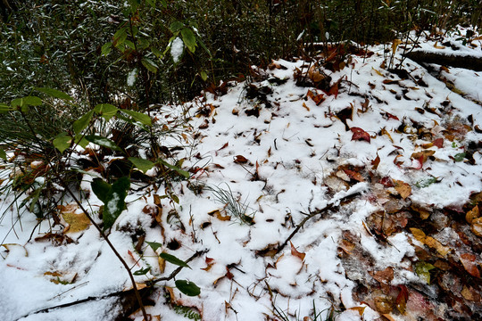 草地积雪