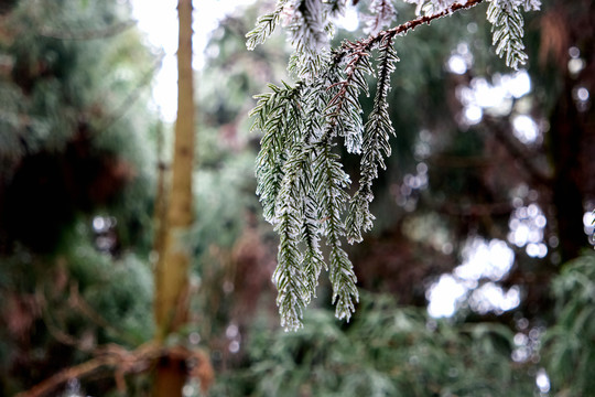 衡山雪松冰挂