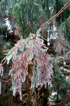 衡山雪松冰挂