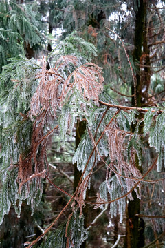 衡山雪松冰挂