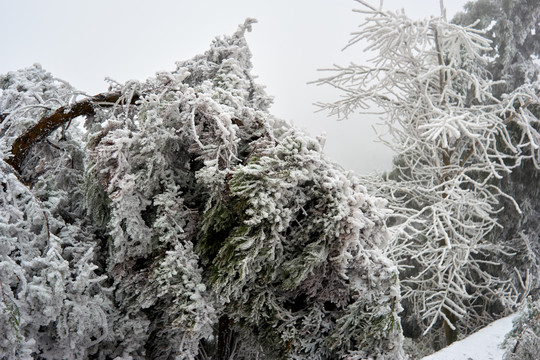 雪景