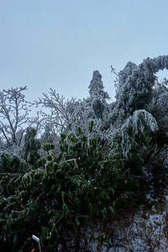 雪松