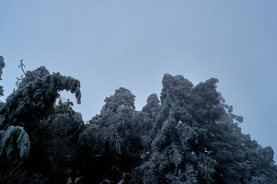 雪松