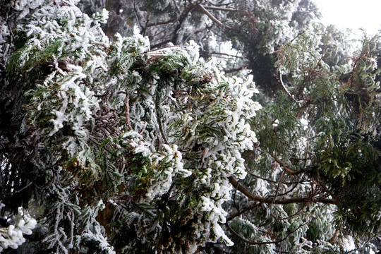 雪松