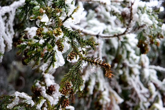 雪松