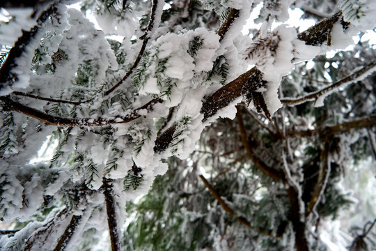 雪松冰挂