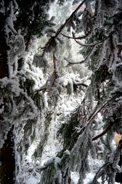 雪松冰挂