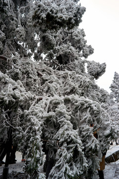 雪松冰挂