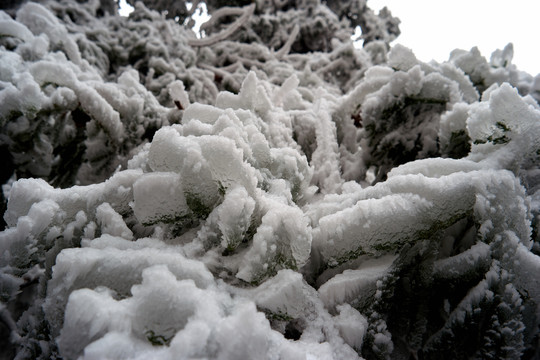 雪松冰挂