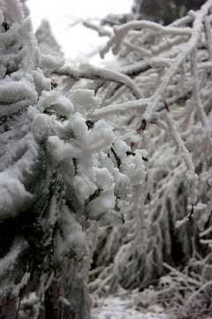 雪松冰挂