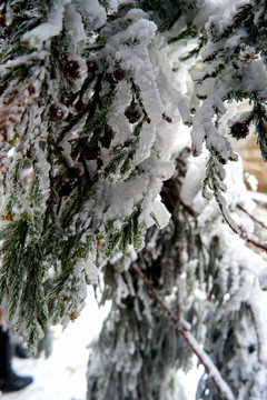 雪松冰挂