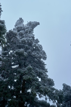 雪松冰挂