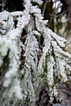 雪松冰挂