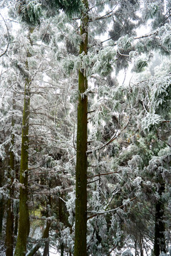 雪松冰挂