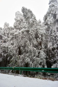 雪松冰挂