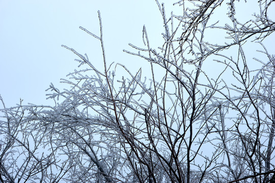 树丫积雪