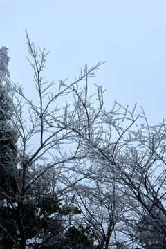 树丫积雪