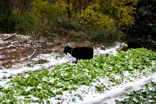 雪地种菜