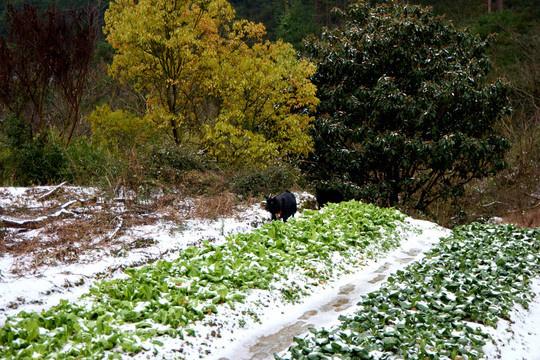 雪地种菜