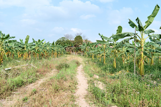 香蕉树