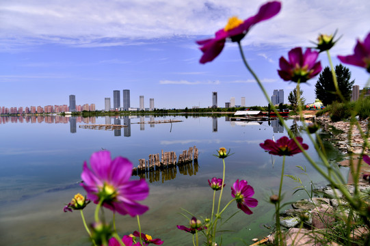 红海子湿地岸边的花卉