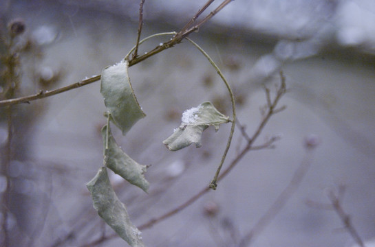 雪压枯枝