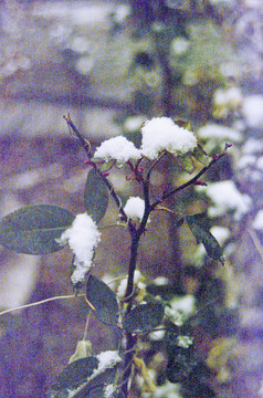 残花和白雪
