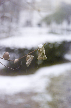 白雪和枯树枝