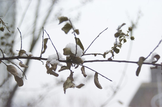 白雪和枯树枝