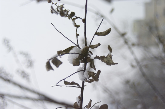 白雪和枯树枝