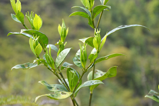 野生栀子树