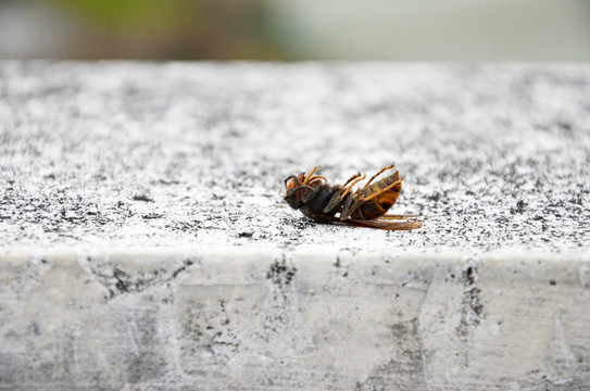 死去的黄蜂