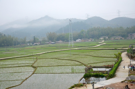 水田