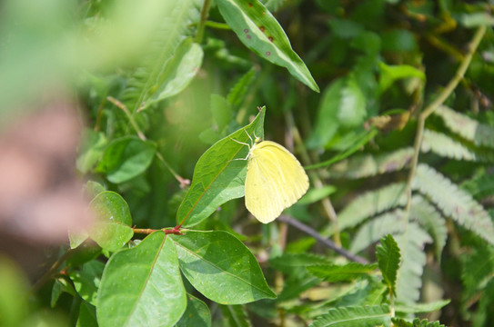黄蝴蝶