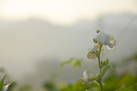 扁豆花