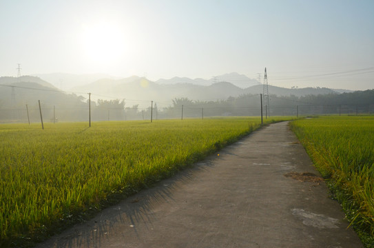 农村早晨道路