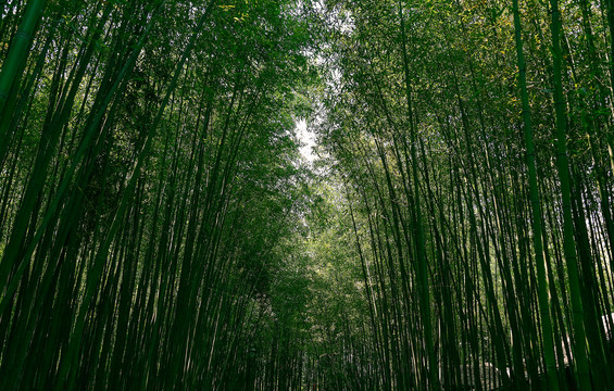 平拍竹林