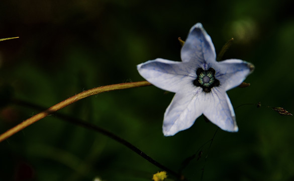 稻城亚丁不知名的五角形状的花