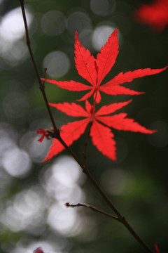 红枫叶