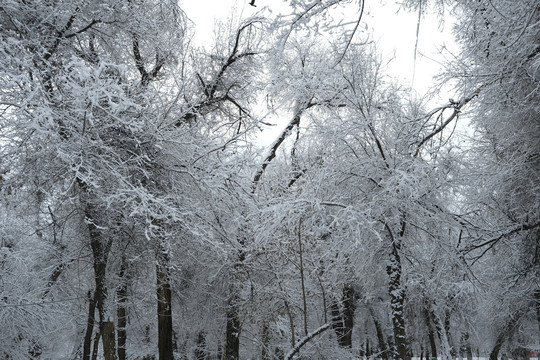 雪景