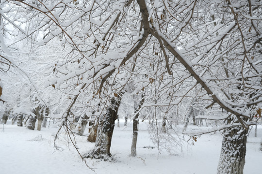 冬季雪景