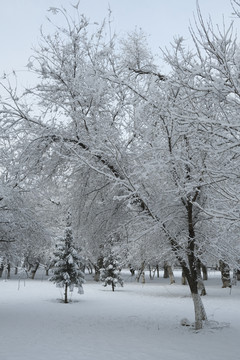 冬雪