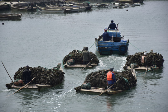 海上拉牡蛎的渔船